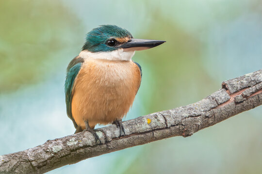 Close-up of a wild sacred kingfisher (Todiramphus sanctus) perched on a branch with blurred blue and green background, Australia
