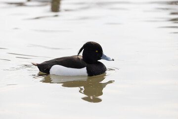 The Tufted Duck or Tufted Pochard (Aythya fuligula) swims in the pond.