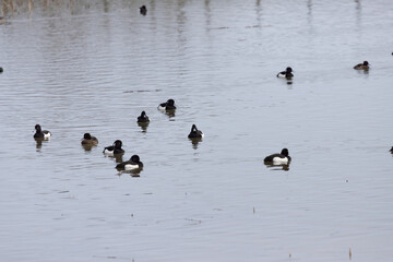 A flock of Tufted Duck or Tufted Pochard (Aythya fuligula) swims in the pond.
