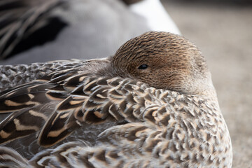 A close-up of a female pintail duck (Anas acuta) facing backward.