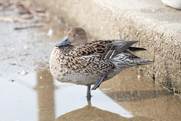 Northern Pintail Female Duck Standing with Eyes Closed