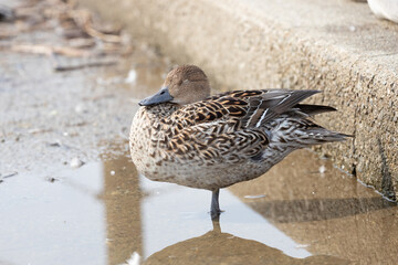 A female northern pintail  duck standing with eyes closed by the water's edge