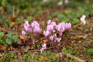 Pink flowers in lush green forest setting
