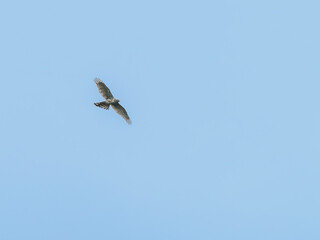 Northern Goshawk (Accipiter gentilis) soaring in blue sky