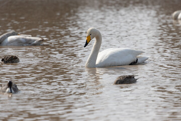 A migratory whooper swan (Cygnus cygnus) is swimming in the pond with the ducks.