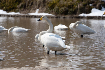A flock of migratory whooper swans (Cygnus cygnus) resting in a pond in winter.