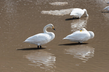 A flock of migratory whooper swans (Cygnus cygnus) resting in a pond in winter.