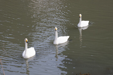Whooper swans (Cygnus cygnus) are swimming in a line down the river.