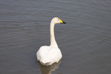 A back view of a migratory whooper swan (Cygnus cygnus) floating in a winter river