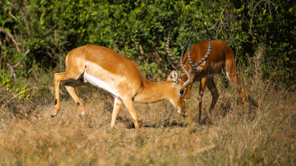 Two Male Impalas (Aepyceros melampus) Fighting in the African savannah at Olpejeta Conservancy Kenya 