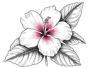 Fototapeta premium Detailed line art of a hibiscus flower, white petals with pink accents, intricate leaves