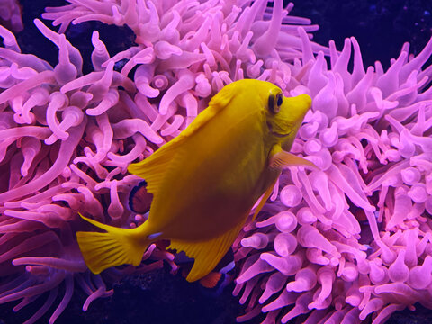 Vibrant Yellow Tang Fish in Pink Sea Anemone