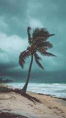 Lone Palm Tree Bending in the Wind on a Stormy Beach ocean waves photo