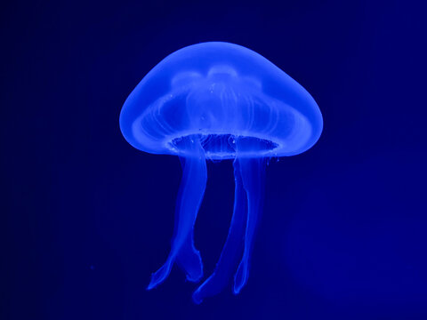 Bioluminescent Moon Jellyfish Floating in Deep Blue Water