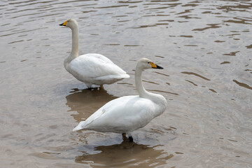 Fototapeta premium Two migratory whooper swans (Cygnus cygnus) standing in a winter pond.