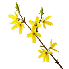 Vibrant Yellow Forsythia Branch with Blossoms on Black Background Perfect for Springtime Designs and Floral Textile Patterns, Ideal for Wedding