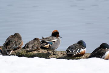 Northern Shoveler and Eurasian teal sunbathing by the water in winter