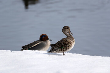 A male and female Eurasian teal (Anas crecca) resting side by side on snow in winter