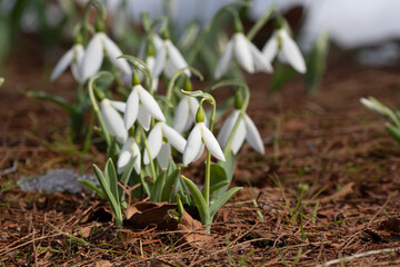 Snowdrops (Galanthus) growing side by side. 
