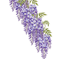 Watercolor Painting of Lavender Wisteria Blossoms with Green Leaves on Transparent Background Perfect for Springtime Textile Design and Wedding