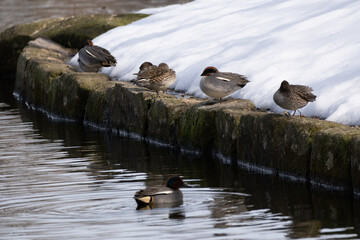 Water birds resting on the snow by the water's edge