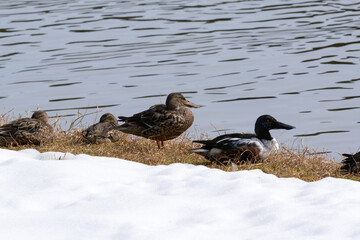 Wild northern shovelers (male, female) lined up by the water's edge
