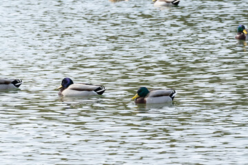 A side view of two male mallards or wild ducks (Anas platyrhynchos) floats in the pond in winter.