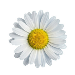 White Daisy Flower with Yellow Center on Black Background: Perfect for Textile Design, Packaging, and Branding