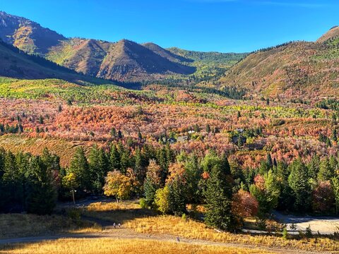 Aerial view of an autumnal forest in a valley on a sunny day, Sundance, Utah, USA