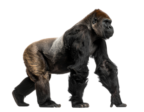 Gorilla Standing Upright, Side View, isolated on transparent background png