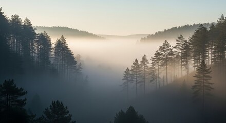 Enchanted Foggy Valley Hidden In Ancient Wilderness