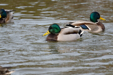 Two male mallards or wild ducks (Anas platyrhynchos) swim in the pond in winter.