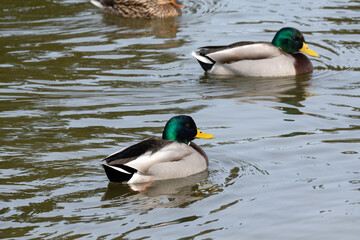 A side view of two male mallards or wild ducks (Anas platyrhynchos) floats in the pond in winter.