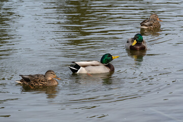 A male and female mallard (Anas platyrhynchos) are swimming in the pond.