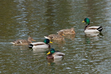 A flock of mallards (Anas platyrhynchos) is swimming in the pond.