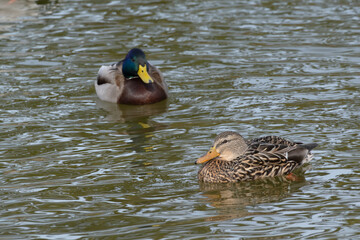 A male and female mallard (Anas platyrhynchos) are swimming in the pond.