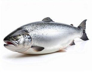 Obraz premium Freshly Caught Salmon Fish Isolated on White Background, Studio Shot