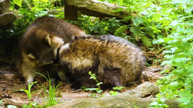 Close up of a male raccoon attempts to mate with female raccoon dog that is laying beside him. She snaps at him.