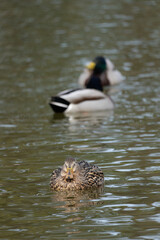 A female mallard (Anas platyrhynchos) swims in the pond.