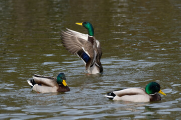 A male mallard or wild duck (Anas platyrhynchos) flapping its wings in the water.