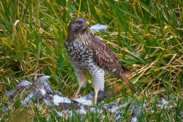 Cooper's Hawk with its prey in the grass