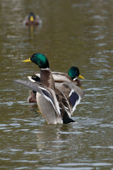 A male mallard or wild duck (Anas platyrhynchos) flapping its wings in the water.