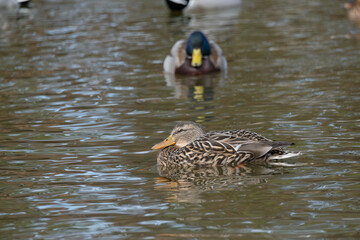 Female and male mallards or wild ducks (Anas platyrhynchos) float in the pond in winter.