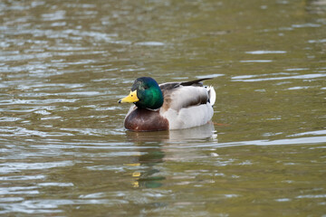 A male mallard or wild duck (Anas platyrhynchos) swims in the pond in winter.
