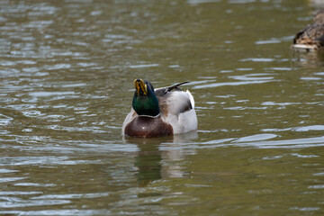A male mallard or wild duck (Anas platyrhynchos) is swimming while gazing at the sky.