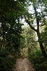 Woman with two dogs German and Australian Shepherd, standing on forest trail in Fruska Gora National Park, Serbia. Hiking with pets in nature concept