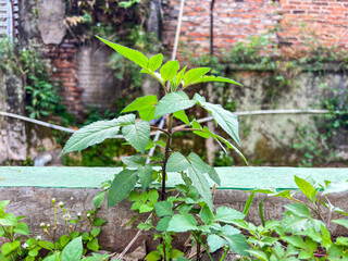 Green Plant Against Old Brick Wall