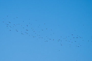 A scattered flock of birds sweeps across a clear blue sky, forming a living pattern in motion.