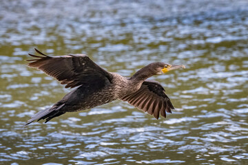 Cormorant in full flight