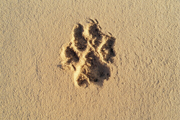 Dog paw print on sand at the beach